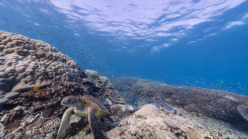 13. La gran Barrera de Coral